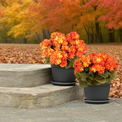 6 Bundles Fall Flowers Artificial for Decoration, Fake Geraniums Artificial Flowers Realistic Autumn Decor , Faux Plants Outdoor UV Resistant Fall Decorations for Home Garden Porch(Autumn yellow) in Saudi Arabia