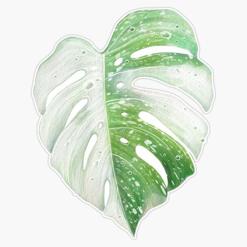 Monstera Albo Leaf Sticker Bumper Sticker Vinyl Decal 5" in Saudi Arabia