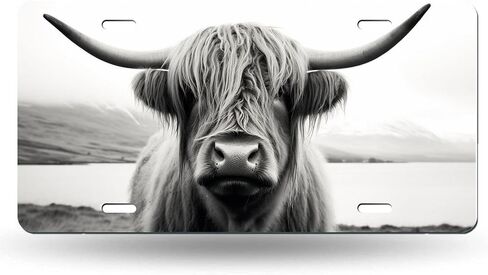 أبيض وأبيض اسكتلندا المرتفعات البقر اللوحة الفنية اللوحة اللوحة ، لوحة ترخيص للسيارة المعدنية المزخرفة مع 4 ثقوب ، 6 × 12 بوصة in Kuwait