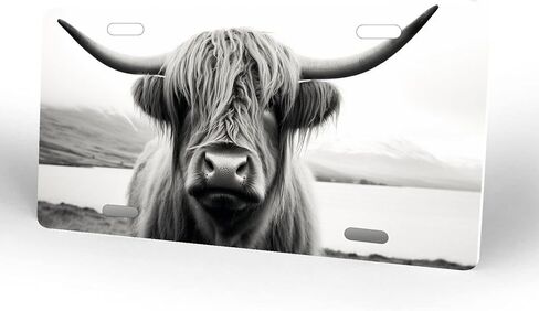أبيض وأبيض اسكتلندا المرتفعات البقر اللوحة الفنية اللوحة اللوحة ، لوحة ترخيص للسيارة المعدنية المزخرفة مع 4 ثقوب ، 6 × 12 بوصة in Kuwait