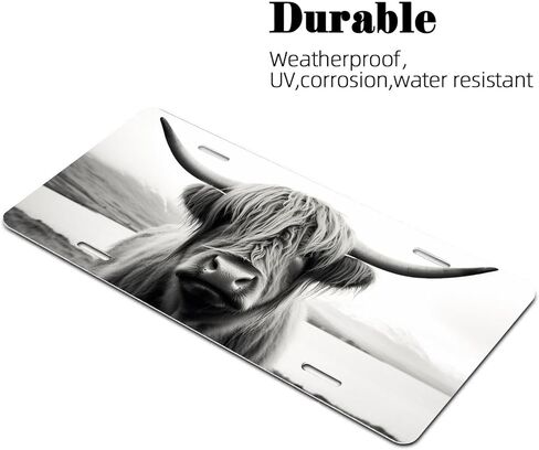 أبيض وأبيض اسكتلندا المرتفعات البقر اللوحة الفنية اللوحة اللوحة ، لوحة ترخيص للسيارة المعدنية المزخرفة مع 4 ثقوب ، 6 × 12 بوصة in Kuwait