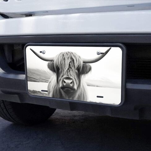 أبيض وأبيض اسكتلندا المرتفعات البقر اللوحة الفنية اللوحة اللوحة ، لوحة ترخيص للسيارة المعدنية المزخرفة مع 4 ثقوب ، 6 × 12 بوصة in Kuwait