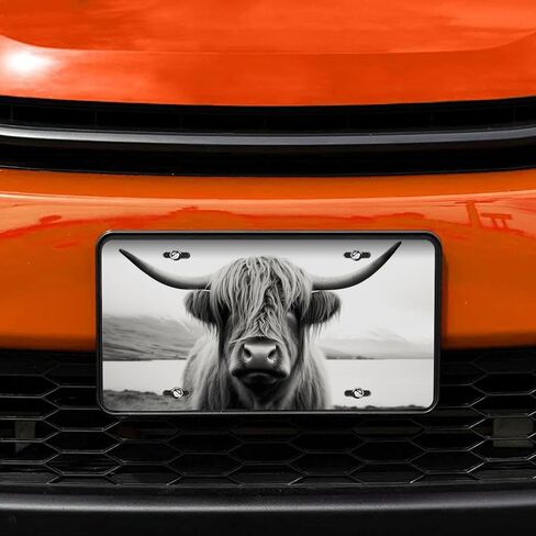 أبيض وأبيض اسكتلندا المرتفعات البقر اللوحة الفنية اللوحة اللوحة ، لوحة ترخيص للسيارة المعدنية المزخرفة مع 4 ثقوب ، 6 × 12 بوصة in Kuwait
