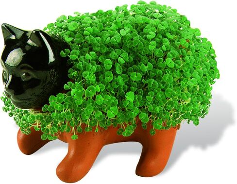 Chia Pet T -rex - Tyrannosaurus مع حزمة البذور ، زارع الفخار الزخرفي ، من السهل القيام به والمرح للنمو ، هدية جديدة ، مثالية لأي مناسبة in Kuwait