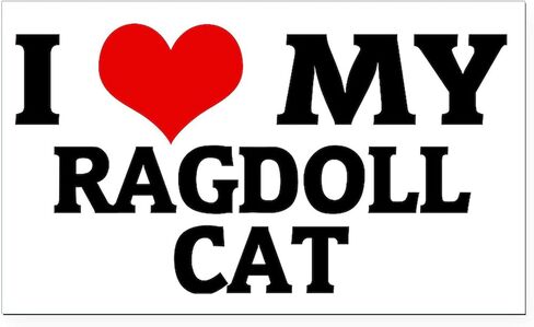 CafePress RAGDOLL CAT Rectangle Car Bumper Magnet in Saudi Arabia