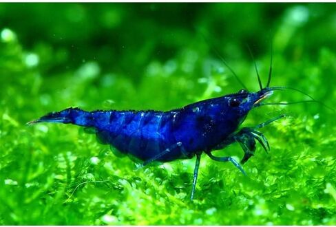 ShrimpRack™ 10 Neocaridina Shrimp Live Freshwater Aquarium Shrimps Adults Breeding Age Shrimps 1/2-1 inch Long. Pick Your Colors (Random Mix Colors) in Kuwait
