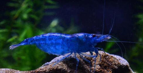ShrimpRack™ 10 Neocaridina Shrimp Live Freshwater Aquarium Shrimps Adults Breeding Age Shrimps 1/2-1 inch Long. Pick Your Colors (Random Mix Colors) in Kuwait
