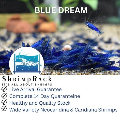 ShrimpRack™ 10 Neocaridina Shrimp Live Freshwater Aquarium Shrimps Adults Breeding Age Shrimps 1/2-1 inch Long. Pick Your Colors (Random Mix Colors) in Kuwait