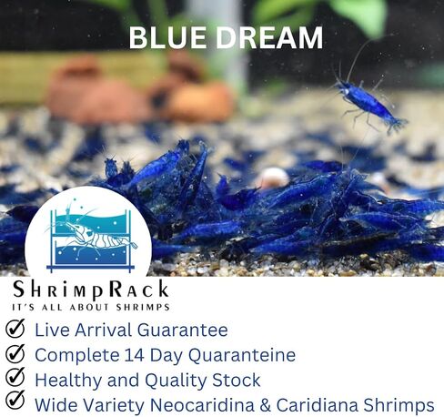 ShrimpRack™ 10 Neocaridina Shrimp Live Freshwater Aquarium Shrimps Adults Breeding Age Shrimps 1/2-1 inch Long. Pick Your Colors (Random Mix Colors) in Kuwait