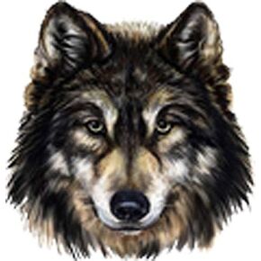 ملصق لاصق من الفينيل بتفاصيل رائعة من Wolf Hound Husky (عرض 4 بوصات) in Kuwait