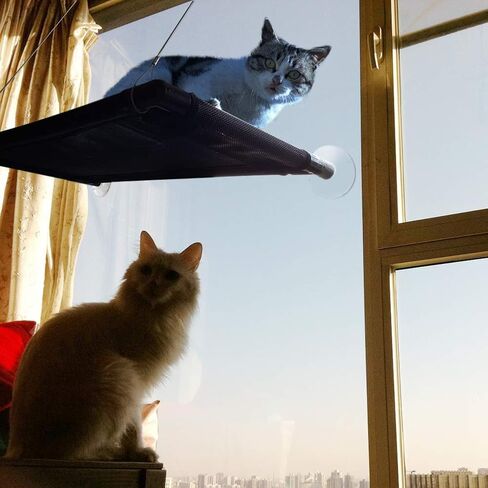 Cat Perch Cat Window Perch Window Cat Perch Hammock Cat Window Hammock Bed Cat Window Seat Kitty Window Sunny Seat Durable Big Pet Perch with Upgraded 4 Big Suction Cups Cat Bed Holds Up to 60lbs in Saudi Arabia