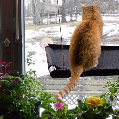 Cat Perch Cat Window Perch Window Cat Perch Hammock Cat Window Hammock Bed Cat Window Seat Kitty Window Sunny Seat Durable Big Pet Perch with Upgraded 4 Big Suction Cups Cat Bed Holds Up to 60lbs in Saudi Arabia