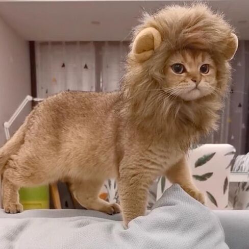 2 PCS Cat Bunny Ears & Cat Lion Mane Wig for Cat Costume ، Cat Hats for Cats فقط ارتداء ملابس عيد الفصح في عيد الفصح ، أزياء هريرة ، صورة عيد ميلاد ، in Saudi Arabia