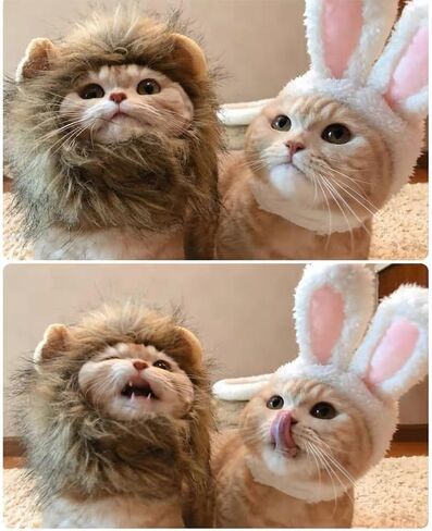 2 PCS Cat Bunny Ears & Cat Lion Mane Wig for Cat Costume ، Cat Hats for Cats فقط ارتداء ملابس عيد الفصح في عيد الفصح ، أزياء هريرة ، صورة عيد ميلاد ، in Saudi Arabia