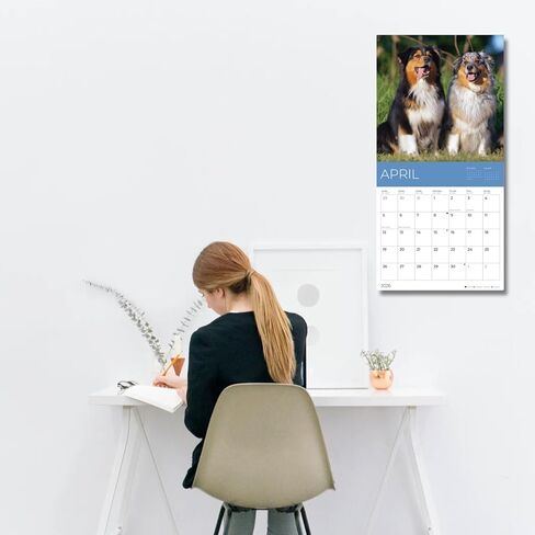 يوليو 2025- ديسمبر 2026 Pugs Wall Calendar 18 شهرًا | 12 "× 24" مفتوحة | تقويم الكلب القابل للهدية 2026 | ورقة سميكة وثيقة للتنظيم والتخطيط | Pacific Waters Press (Pugs) in Kuwait