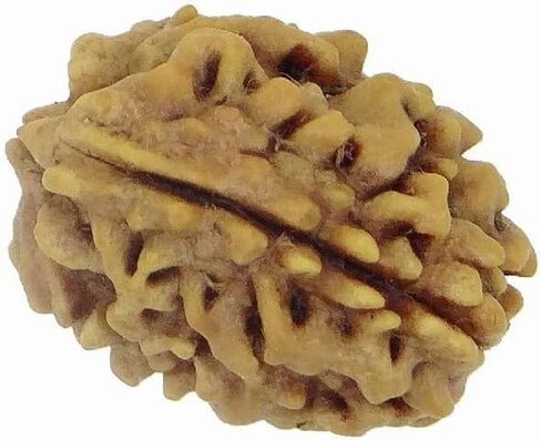 حبات النيبالي رودراكشا 2 موخي 3 واجهت ، 4 موخى ، 5 وجه ، 6 موخى ، 7 موخي معتمد من الهيمالايا رودارخشا للشفاء ، بوجا ، التأمل ، الصلاة ، جابا in Saudi Arabia