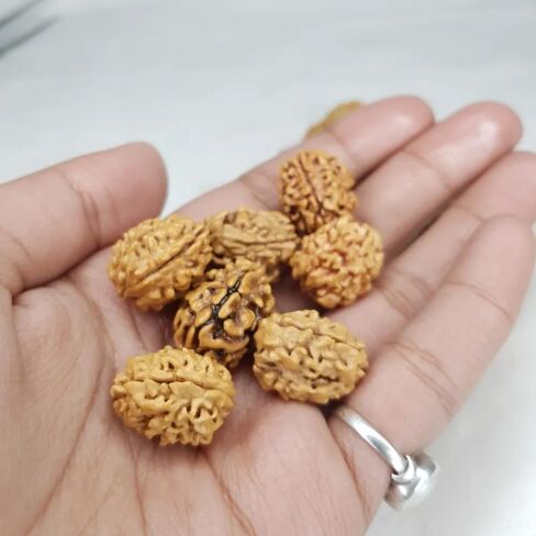 حبات النيبالي رودراكشا 2 موخي 3 واجهت ، 4 موخى ، 5 وجه ، 6 موخى ، 7 موخي معتمد من الهيمالايا رودارخشا للشفاء ، بوجا ، التأمل ، الصلاة ، جابا in Saudi Arabia