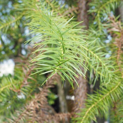 التنوب لانتا تايوان التايوان الزيت | Cunninghamia lanceolata var. konishii in Kuwait