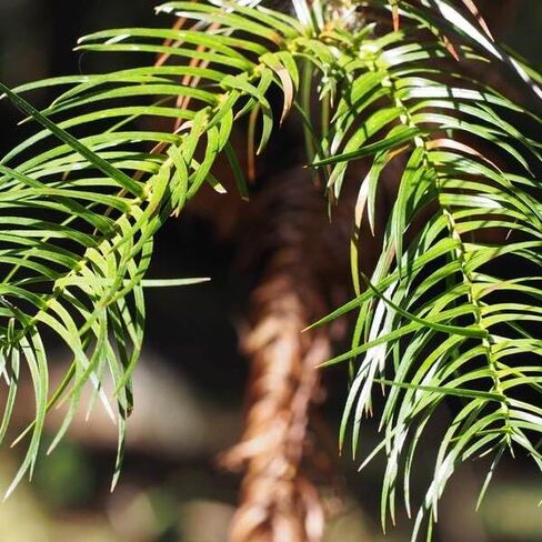 التنوب لانتا تايوان التايوان الزيت | Cunninghamia lanceolata var. konishii in Kuwait