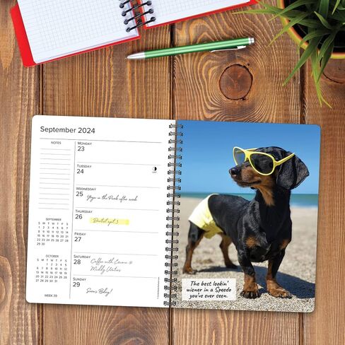 Crusoe the Celebrity Dachshund Softcover مخطط أسبوعي 2024 تقويم خطوبة حلزوني (6.5 بوصة × 8.5 بوصة) in Saudi Arabia
