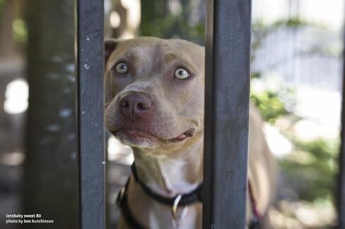 Composer Pro II with Sweet 80 Optic for Nikon F in Kuwait