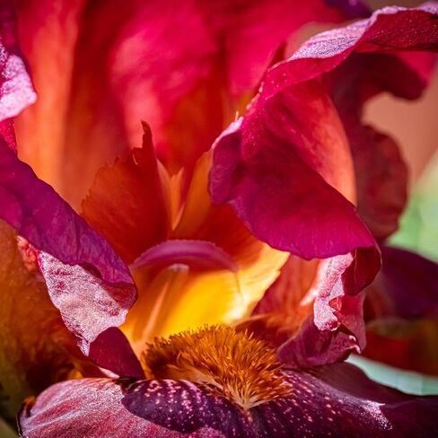 موزع عطور منزلي صغير من Aera وحزمة إعادة تعبئة صغيرة برائحة الحمضيات - للغرف التي تبلغ مساحتها 100-500 قدم مربع - متوافق مع Alexa، لا يسبب الحساسية، آمن للعائلة والحيوانات الأليفة، يمكن التحكم فيه من خلال التطبيق in Kuwait