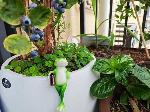 Adorable Miniature Frog Figurines - Perfect Plant Decorations for pots, Frog Garden Decor/Funny Frog Figurines for Stunning Plant and Home Decor in Saudi Arabia