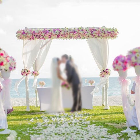 Rose Petals 2000 pcs, Artificial Rose Petals, Rose Petals for Proposal, Flower Petals for Decoration, Flower Petals for Throwing at Wedding, Milk White in Saudi Arabia