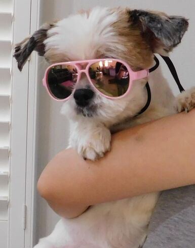 G029 Small Dog Breed up to 15lbs Cat Pet Aviator Sunglasses Glasses (Black) in Saudi Arabia