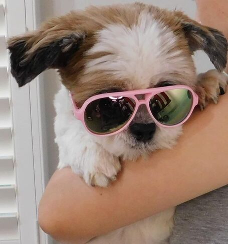 G029 Small Dog Breed up to 15lbs Cat Pet Aviator Sunglasses Glasses (Black) in Saudi Arabia
