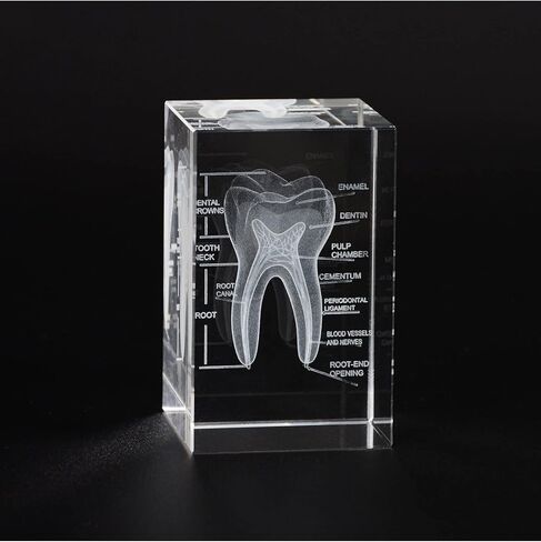 3D Human Heart Crystal Model, Laser Etched Anatomical Model for Home and Office Decoration, Cardiology Gifts in Kuwait