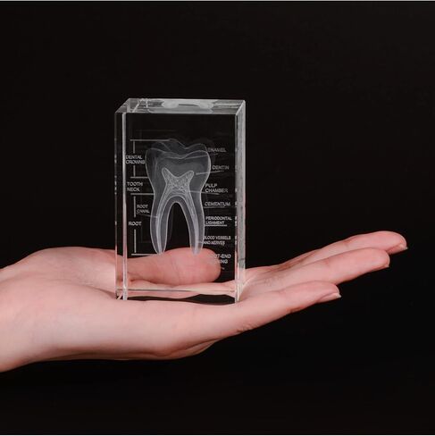 3D Human Heart Crystal Model, Laser Etched Anatomical Model for Home and Office Decoration, Cardiology Gifts in Kuwait