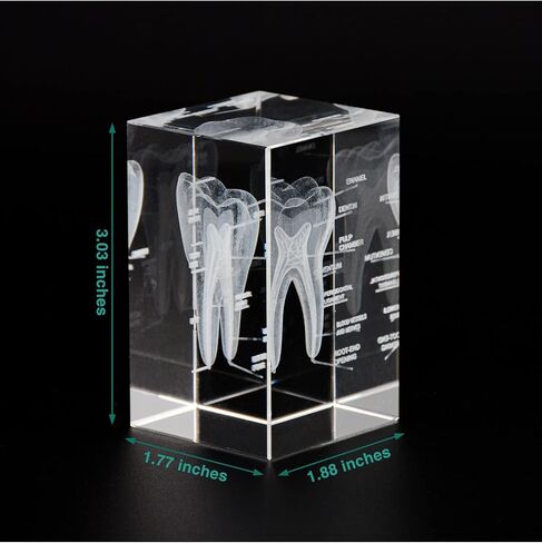 3D Human Heart Crystal Model, Laser Etched Anatomical Model for Home and Office Decoration, Cardiology Gifts in Kuwait