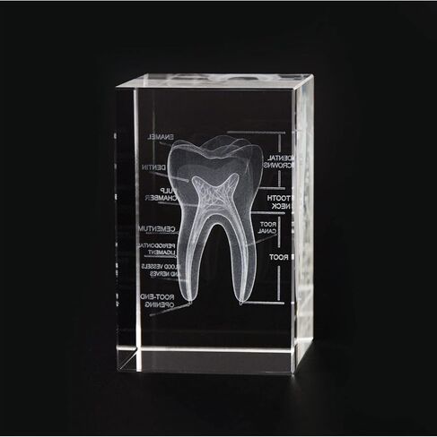 3D Human Heart Crystal Model, Laser Etched Anatomical Model for Home and Office Decoration, Cardiology Gifts in Kuwait