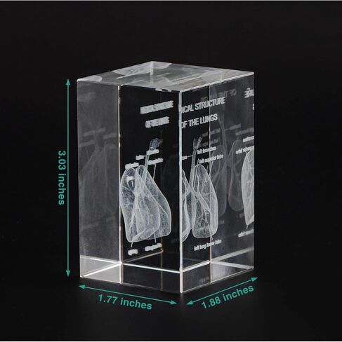 3D Human Heart Crystal Model, Laser Etched Anatomical Model for Home and Office Decoration, Cardiology Gifts in Saudi Arabia