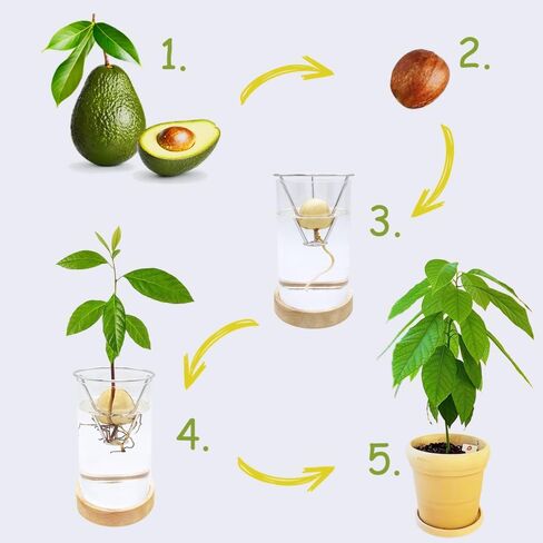 Avocado Vase, Avocado Seed Starter Vase with Wood Multicolor LED Light Base, Avocado Growing Kit with Plant Support, Acorn vase, propagation stations for Forcing Hyacinth and Tulip Bulbs(Black) in Saudi Arabia