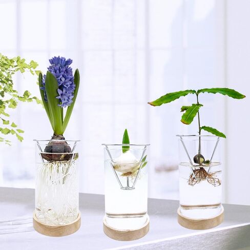 Avocado Vase, Avocado Seed Starter Vase with Wood Multicolor LED Light Base, Avocado Growing Kit with Plant Support, Acorn vase, propagation stations for Forcing Hyacinth and Tulip Bulbs(Black) in Saudi Arabia