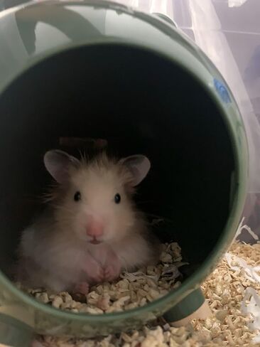 TUTU&LELE Hamster Hideout, Tiny House Hideout and Habitat, Space Elf Hiding Nest, Durable Hamster Bed with Round Thick Plush Pads, for Mice, Gerbils,Hamsters to Play, Sleep and Rest (Purple) in Saudi Arabia