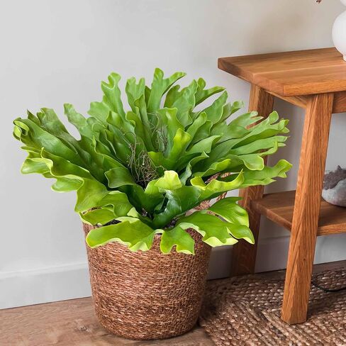 Casktcom® Large Fake Tropical Plant 23 Inch，UV Resistant Artificial Plants Outdoor，Realistic Agave Plant Artificial for Front Porch Outdoor Indoor Decor in Saudi Arabia