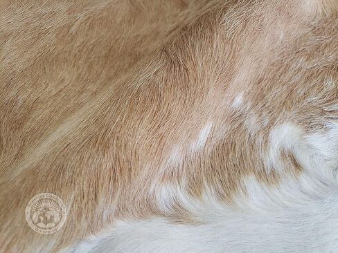 Sunshine Cowhides 100% Genuine Palomino Beige and White Cowhide Rug - Modern Style Animal Skin Rug & Floor Carpet for Living Room, Bedroom, Kitchen & More - Extra Large (6x7-8 Ft.) in Kuwait