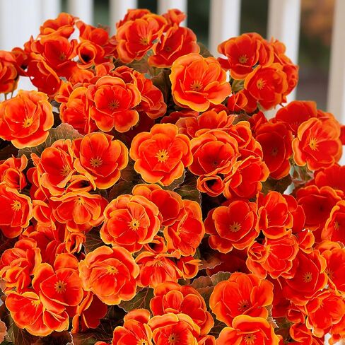 Artificial Geranium Flowers for Outdoors Decoration, Fake Silk Geraniums Flower UV Resistant Look Real Faux Plants for Spring Garden Porch Planter Patio Balcony Yard Table Centerpieces Decor in Saudi Arabia