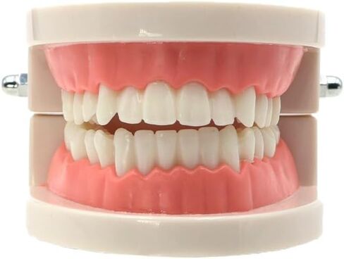 نموذج الأسنان القياسي لطب الأسنان Typodont أقواس معدنية / سيراميك للعرض (سيراميك) in Kuwait