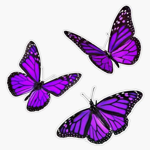 monarch butterfly pack purple Sticker Vinyl Bumper Sticker 6 Mil Thick - Size 5" in Saudi Arabia