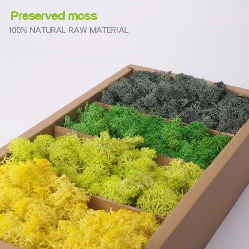 Preserved Moss-3.5 OZ Moss for Crafts Faux Moss Decor Natural Green Moss for Art Wall Florist Decor, Fairy Gardens, Wedding, Floral Project(Light Pink 3.5 OZ) in Saudi Arabia