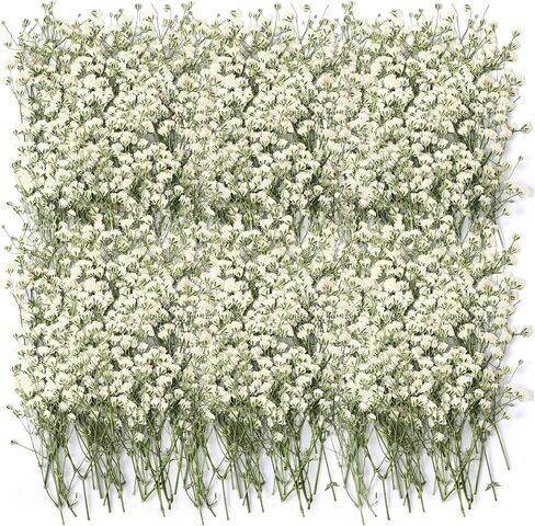 100 pcs baby babys breath flowers babys breaths breath real pressed flowers gypsophila natural for resin wedding art craft baby dey invitations make scrapbooking make (pink) in Kuwait