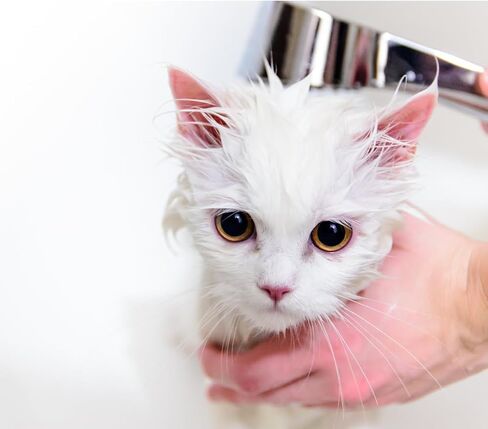 Hypoallergenic Dog Shampoo and Conditioner in 1, Cat Shampoo, Moisturizing, Tear-Free for Sensitive Skin, Puppies, with Pet-Friendly Fragrance, Includes Silicone Bath Brush in Saudi Arabia