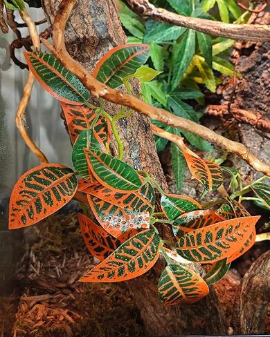نباتات الزواحف لـ terrarium ، نباتات ديكور الموائل البرمائية مع قاعدة حجرية اصطناعية لـ Gecko Chameleon Snake Tortoise - Monstera Deliciosa مزيفة in Saudi Arabia