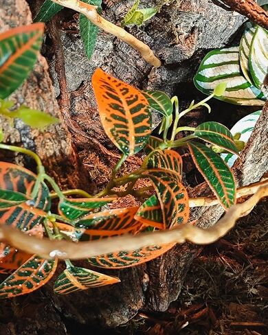 نباتات الزواحف لـ terrarium ، نباتات ديكور الموائل البرمائية مع قاعدة حجرية اصطناعية لـ Gecko Chameleon Snake Tortoise - Monstera Deliciosa مزيفة in Saudi Arabia