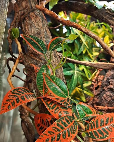 نباتات الزواحف لـ terrarium ، نباتات ديكور الموائل البرمائية مع قاعدة حجرية اصطناعية لـ Gecko Chameleon Snake Tortoise - Monstera Deliciosa مزيفة in Saudi Arabia