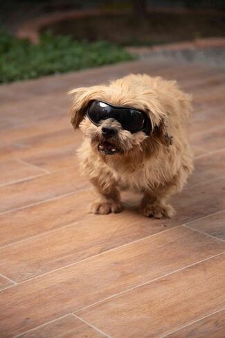 SHAMR Dog Sunglasses Dog Goggles Doggles UV Eye Protection Dog Glasses for Small to Medium Breed, Dust and Water Proof with Soft Frame (Red) in Saudi Arabia